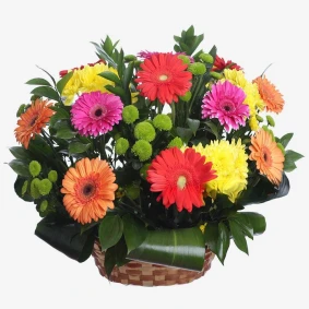 Gerbera Kori